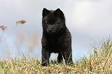 SCHIPPERKE 768